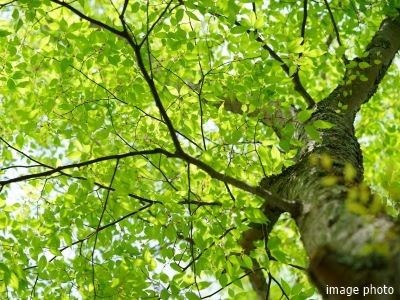 フォレストイメージ｜パークコート麻布十番ザタワー
