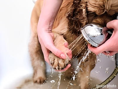 ペットの足洗い場｜パークコート麻布十番ザタワー