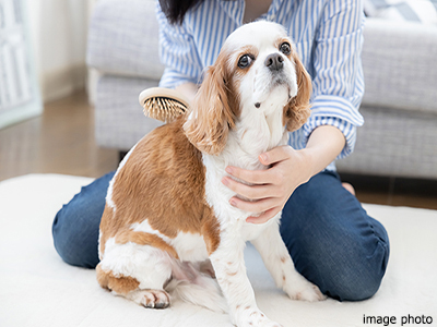 ペット対応｜パークコート麻布十番ザタワー