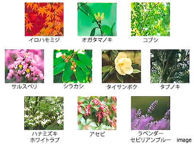 植栽イメージ｜パークコート麻布十番ザタワー